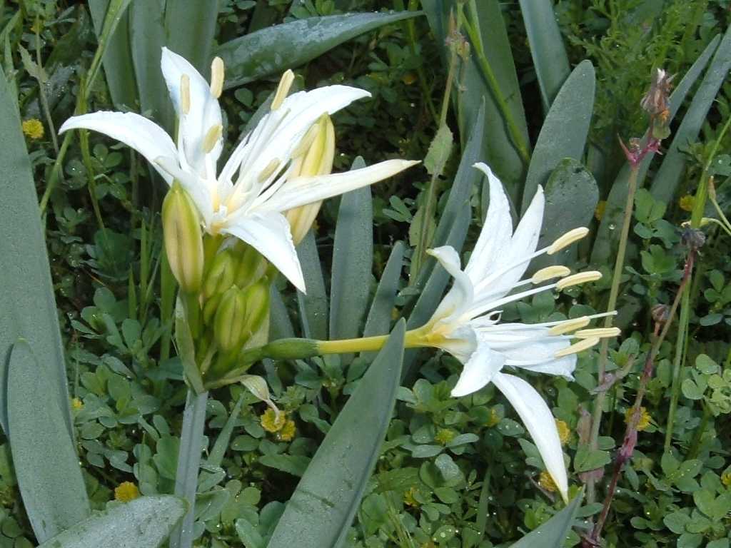 Pancratium illyricum / Giglio di Sardegna